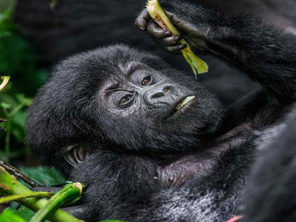 Uganda discovery tour