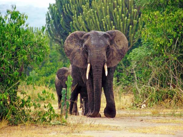 Uganda discovery tour