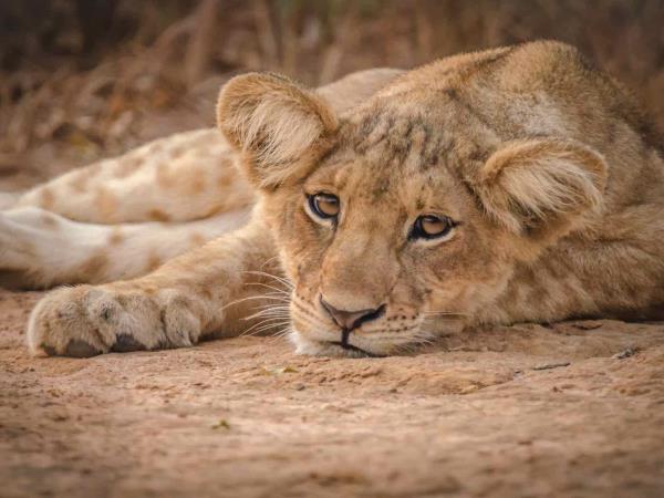 Uganda discovery tour