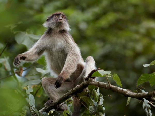Uganda discovery tour