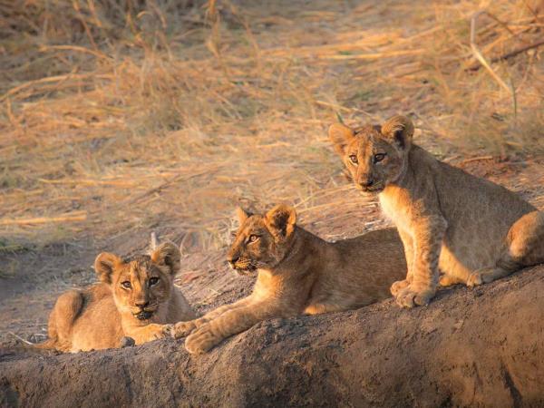 Tanzania holiday, Kilimanjaro trek, safari & beach
