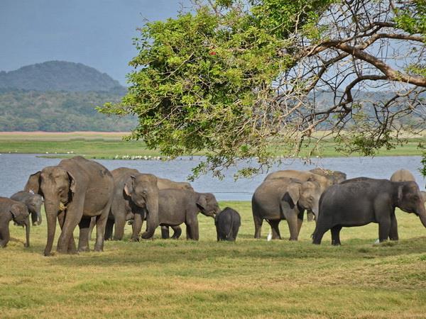 Sri Lanka holiday, island explorer