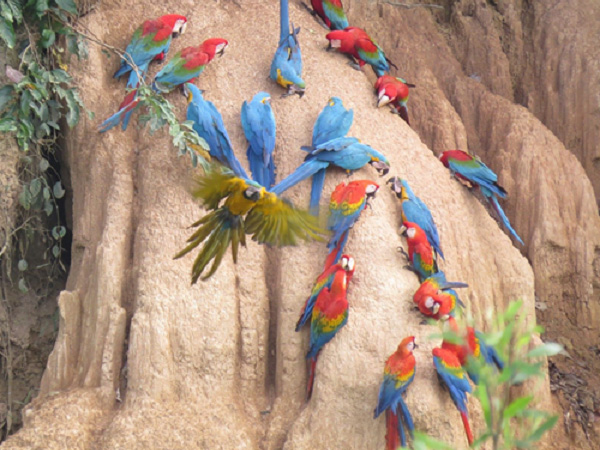 Cusco and Peruvian Amazon holiday