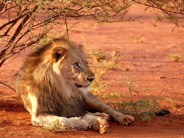 Madikwe reserve safaris in South Africa