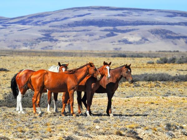 Argentina Family Holiday
