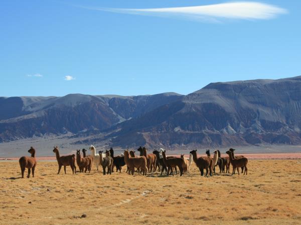Argentina desert tour, extreme north