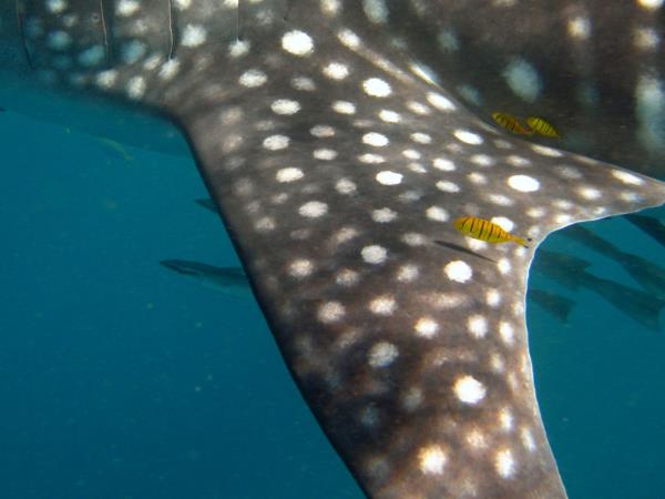 South Africa shark diving tour
