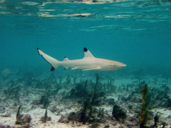 South Africa shark diving tour
