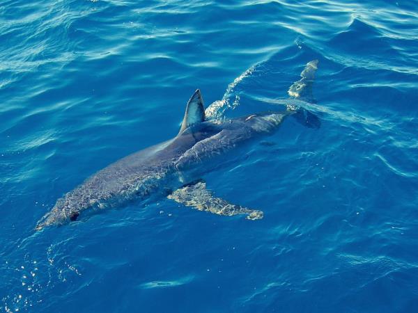 South Africa shark diving tour