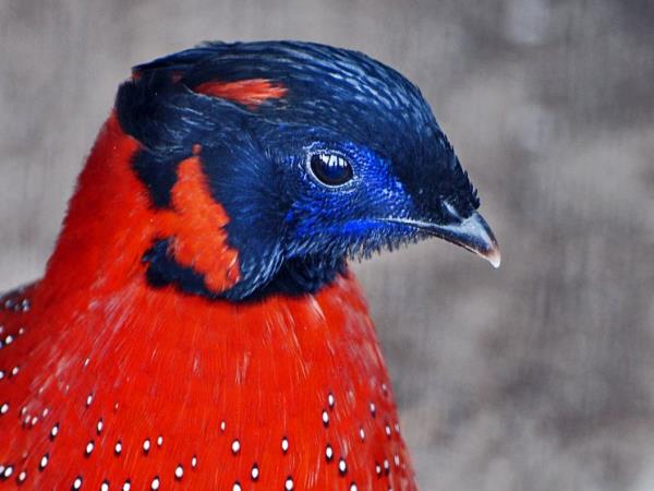Bhutan birdwatching tour