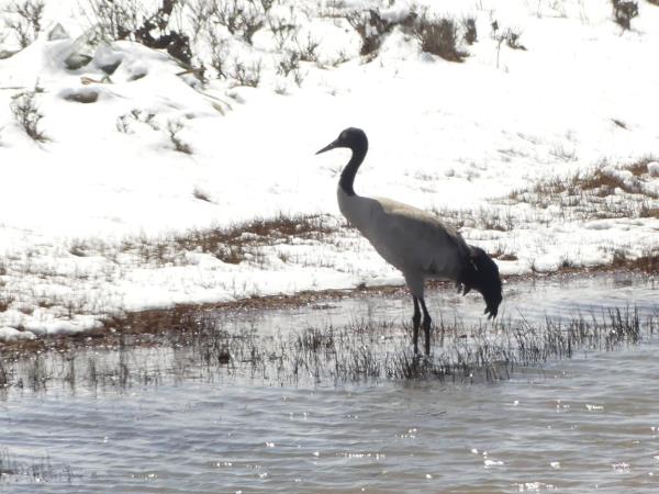 Bhutan birdwatching tour