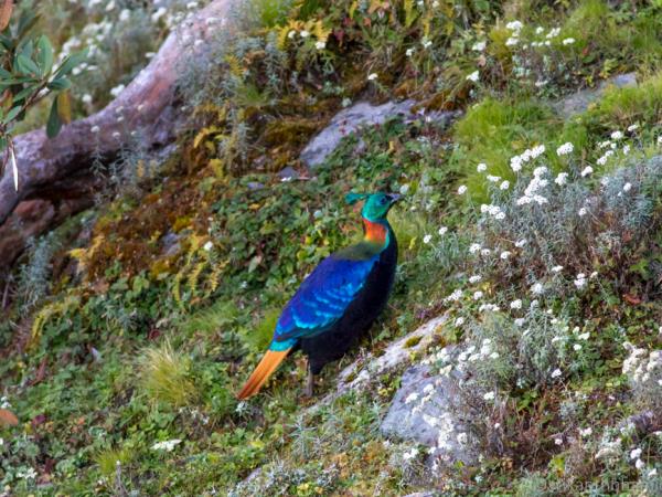 Bhutan birdwatching tour
