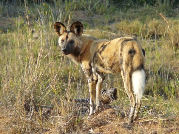 Botswana flying safari, tailor made