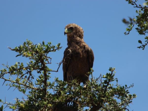 Botswana flying safari, tailor made