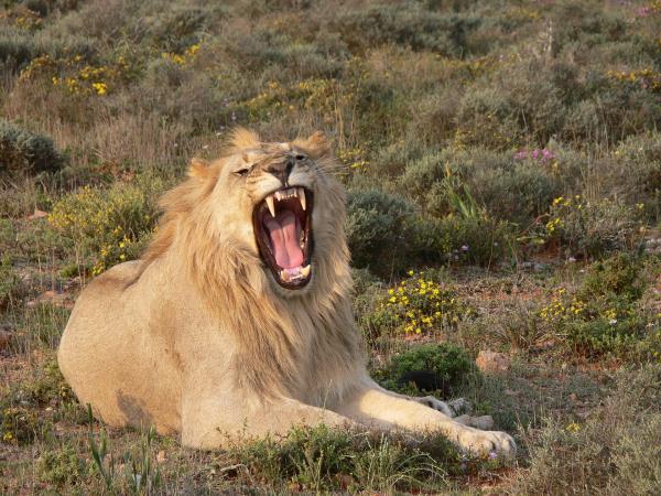 Botswana flying safari, tailor made
