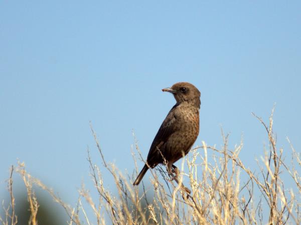 Botswana flying safari, tailor made