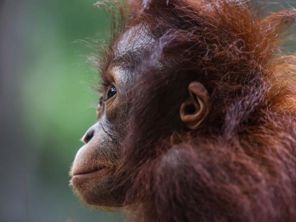 Borneo luxury wildlife and beach holiday