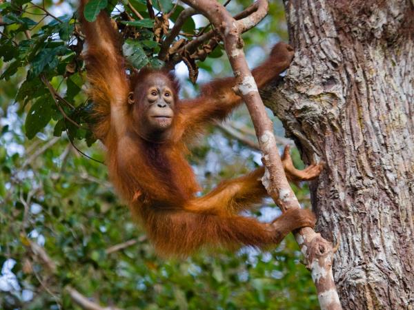 Borneo luxury wildlife and beach holiday