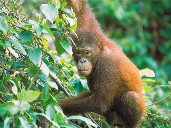 Borneo luxury wildlife and beach holiday