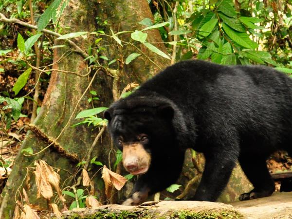 Borneo luxury wildlife and beach holiday