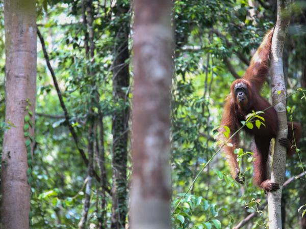 Borneo luxury wildlife and beach holiday