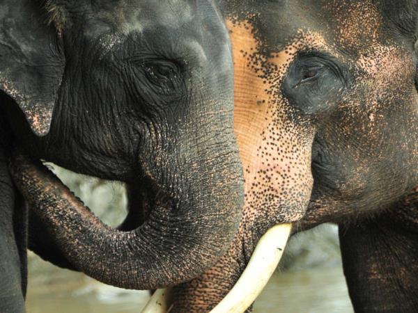 Thailand tailor made holiday, history & culture