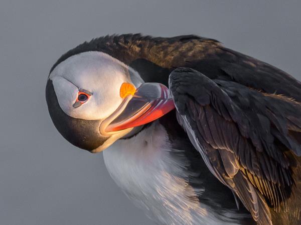 Iceland birds & landscapes photography tour