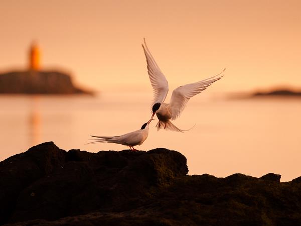 Iceland birds & landscapes photography tour