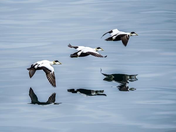 Iceland birds & landscapes photography tour