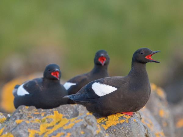 Iceland birds & landscapes photography tour
