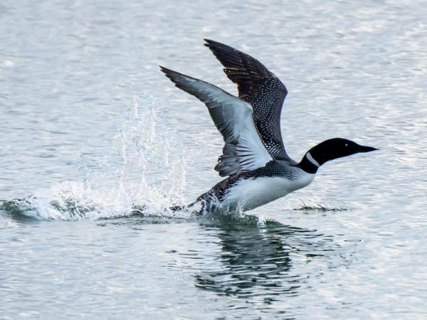 Iceland birds & landscapes photography tour