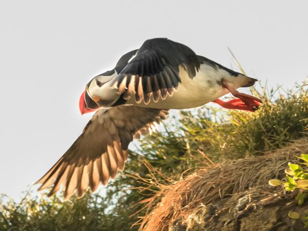 Iceland birds & landscapes photography tour