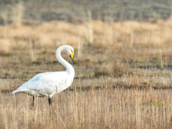 Iceland birds & landscapes photography tour