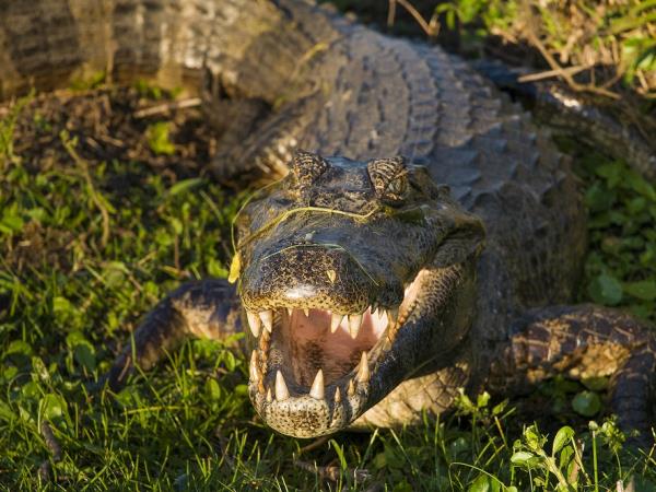 Argentina wildlife tour