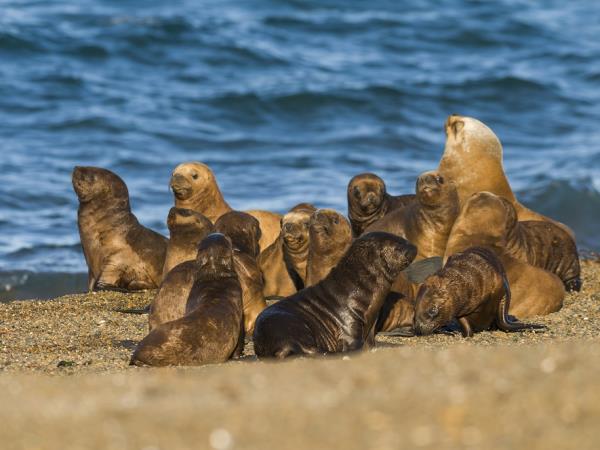 Argentina wildlife tour