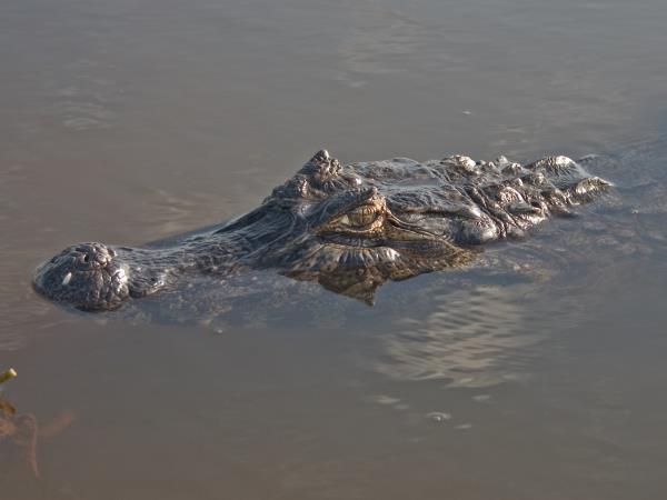 Argentina wildlife tour