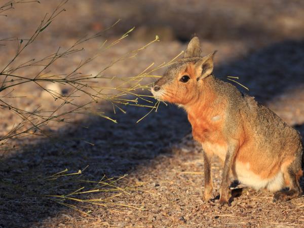 Argentina wildlife tour