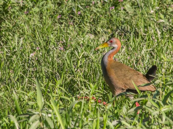 Argentina wildlife tour