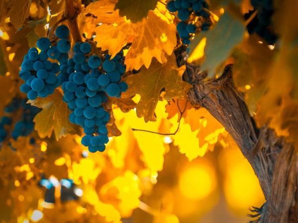 Argentina wine and culture tour