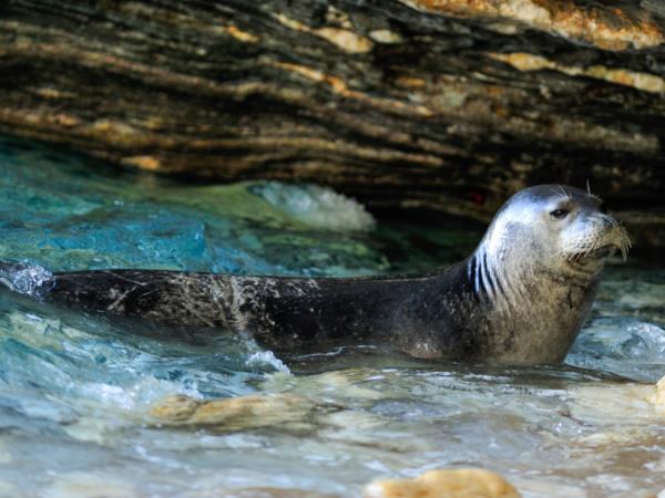 Seal conservation holiday in Greece