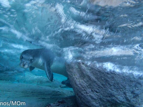 Seal conservation holiday in Greece