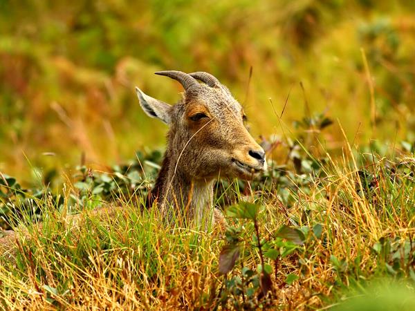 Western Ghats wildlife tour in India