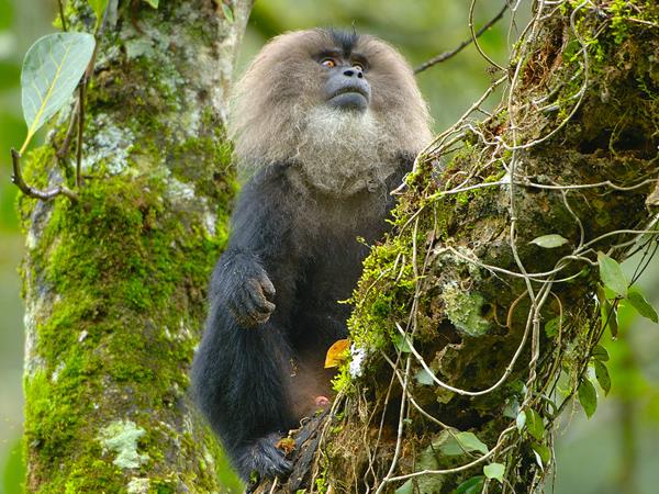 Western Ghats wildlife tour in India