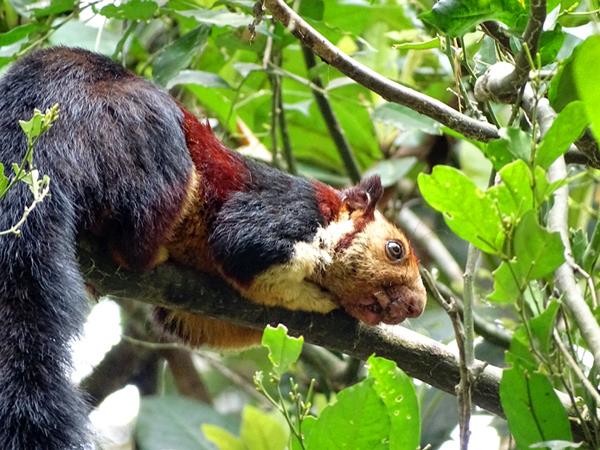 Western Ghats wildlife tour in India