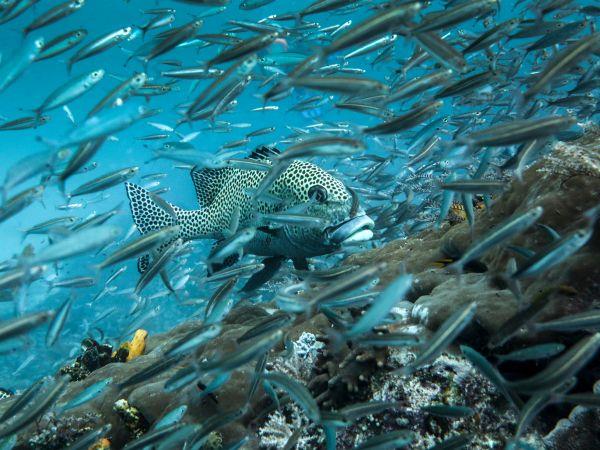 Raja Ampat diving project, Indonesia