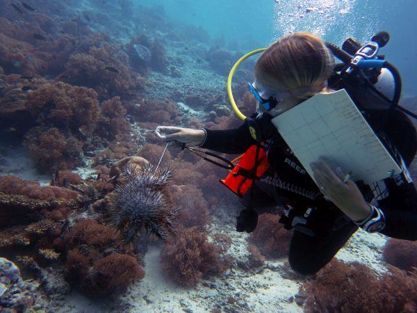 Raja Ampat diving project, Indonesia