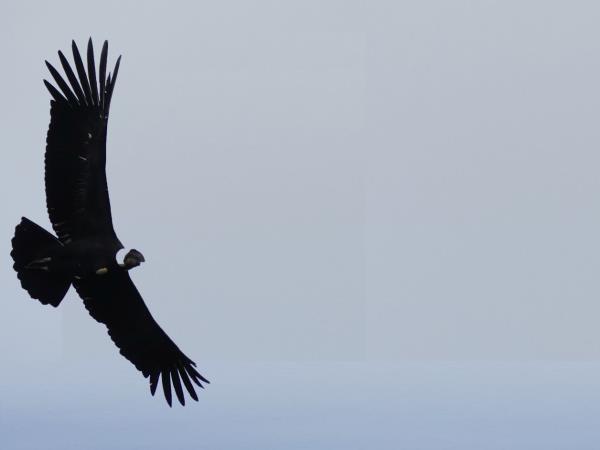 Galapagos cruise and Ecuador tour
