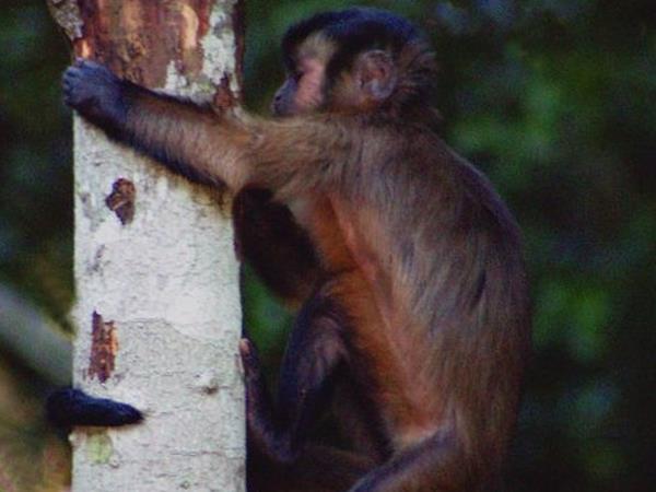 Galapagos cruise and Ecuador tour