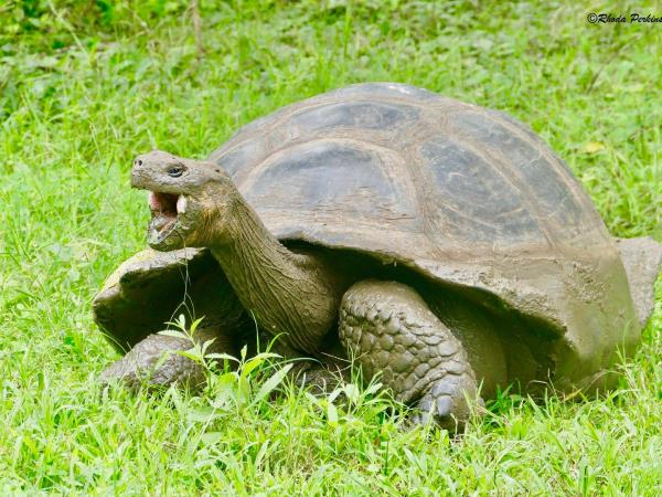 Galapagos cruise and Ecuador tour