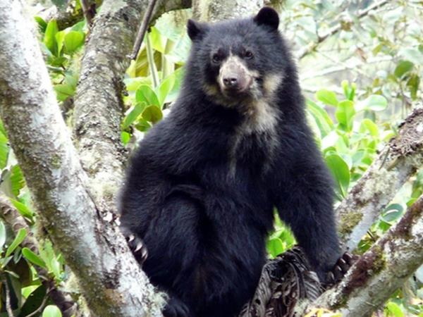 Galapagos cruise and Ecuador tour